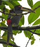 DSC_9990b.jpg