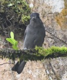 DSC_0119b.jpg