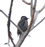 DSC_1802b.jpg