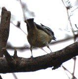 DSC_1932b.jpg