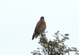 DSC_1979b.jpg