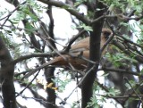 DSC_1986b.jpg
