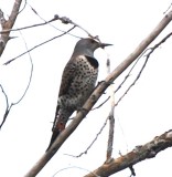 DSC_2058b.jpg