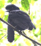 DSC_0966b.jpg