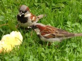 Sparrows 3