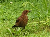 Song Thrush 2