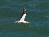 Gannet In Flight 1