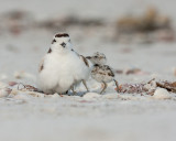 Snowy Plover with Chicks
