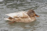 Canard colvert (Mallard)