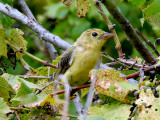 Scarlet Tanager