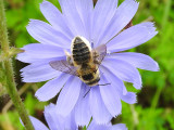 Broad-handed Leafcutter (Megachile latimanus)