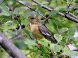 Baltimore Oriole (juvenile)