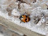 Variegated Lady Beetle (Hippodamia variegata)