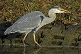 Jagende reiger met Bermpje