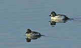 Brilduikers duinmeer