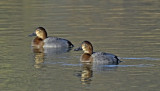 Tafeleend vrouw, Aythya ferina - female