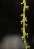 Oberonia rufilabris close