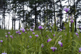 Arundina ceaspitosa, 1300 mtr. pine forest