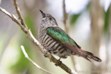 Gouden Bronskoekoek - Shining Bronze-cuckoo - Chrysococcyx lucidus