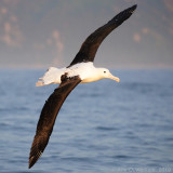 Noordelijke Koningsalbatros - Northern Royal Albatross - Diomedea sanfordi