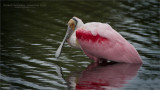 Roseate Spoonbill - Swarovski Scope