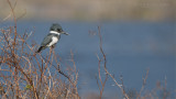 Belted Kingfisher looking for lunch!