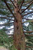 Sequoia sempervirens glauca