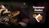 Siva 2D presents Venomous Snakes