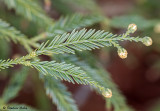 Sequoia sempervirens glauca
