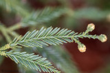 Sequoia sempervirens glauca