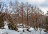 Metasequoia glybtostroboides