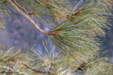 Pinus jeffreyi