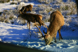 Red deer stag