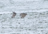 Playing tag in the snow - Rijpwetering, 24 January, 2019