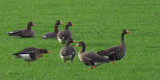 Greenland White-fronted Geese, Croftamie, Clyde