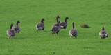 Greenland White-fronted Geese, Croftamie, Clyde