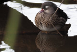 Mandarin Duck, Balloch, Clyde