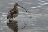 Curlew, Cardwell Bay-Gourock, Clyde