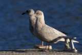 Iceland Gull, Strathclyde Loch, Clyde