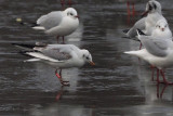 Black-headed Gull, Richmond Park, Glasgow