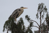 Grey Heron, Richmond Park, Glasgow