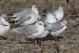 Mediterranean Gull, Shawfield, Glasgow