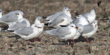 Mediterranean Gull, Shawfield, Glasgow