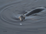 Grey Seal, River Clyde at Shawfield