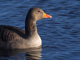 Greylag Goose, Hogganfield Loch, Glasgow