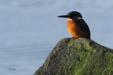 Kingfisher, Milarrochy Bay, Clyde