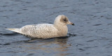 Iceland Gull, Strathclyde Loch, Clyde