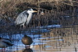 Grey Heron, Littleton Reservoir, Clyde