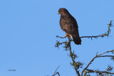 Buzzard, Ryat Linn Reservoir, Clyde