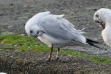 Black-headed Gull, Richmond Park-Shawfield, Glasgow